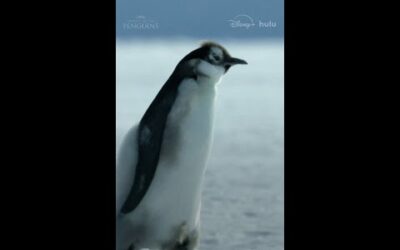 These penguins won’t let crumbling ice stop them. #SecretsOfThePenguins