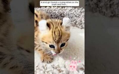 A kind girl found a crying kitten on the trash and then…