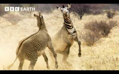 Greatest Fights in the Animal Kingdom: Part 6 | BBC Earth