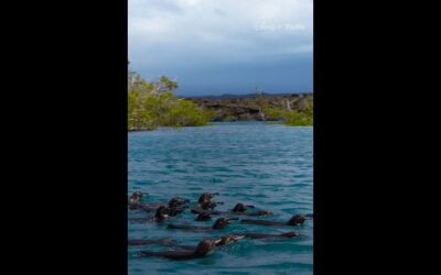 For banded penguins, hunting is a team sport. And they’re champions at it! #SecretsOfThePenguins