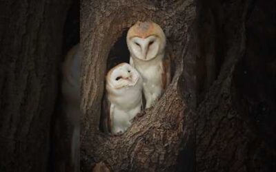 Feathered Affection 🦉 🪶  #BarnOwls #BirdBehaviour #WildlifePhotography #Birds #Shorts