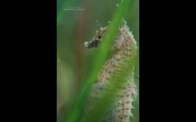 Some species of seahorse can even give birth to over a thousand fry 😲 #AmericasNationalParks
