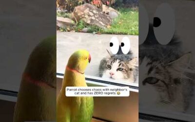 We dont deserve animals