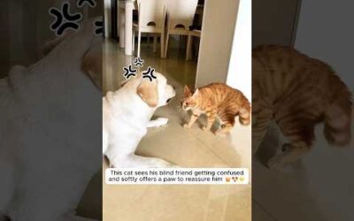 Animals showing love in the purest ways 🥰🐾💖