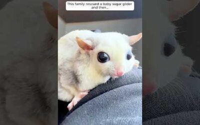 This family rescued a baby sugar glider and then…