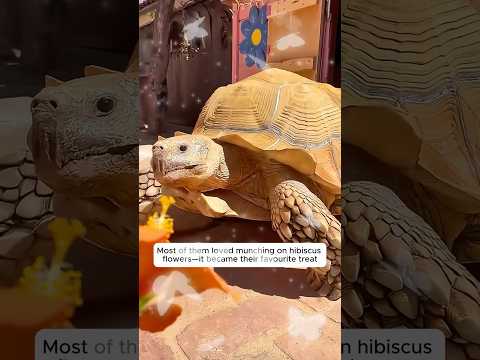 A family discovered a strange hole and rescued the baby turtles trapped inside #turtle #animal