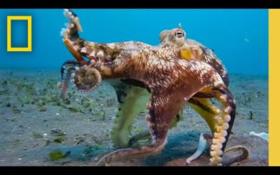 🔴 LIVE: Octopus Super Powers | Secrets of the Octopus (S1 FULL EPISODES) | National Geographic