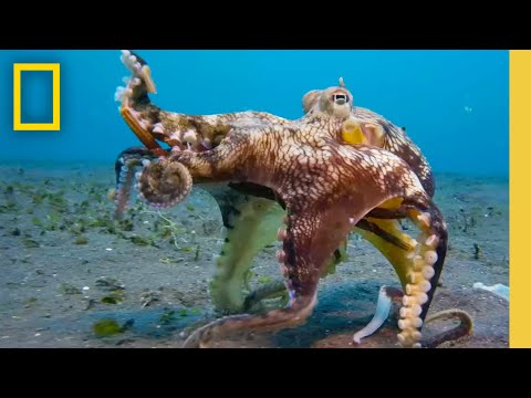 🔴 LIVE: Octopus Super Powers | Secrets of the Octopus (S1 FULL EPISODES) | National Geographic
