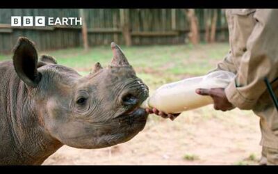 Orphaned Baby Rhinos Rescued In Kruger National Park | Guardians | BBC Earth