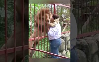 Animals teach us love ❤️ #monkey #lion #elephant #donkey #leopard #rabbit #coyote #bear #deer