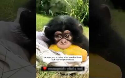 A baby chimp was alone and then a kind caretaker changed everything #monkey #animals #shorts
