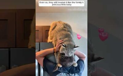 This family found a weak, lonely kitten and adopted it #animals #cat #shorts