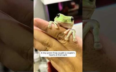 A couple adopted a tiny frog without knowing it would grow into a giant #frog #animals #shorts