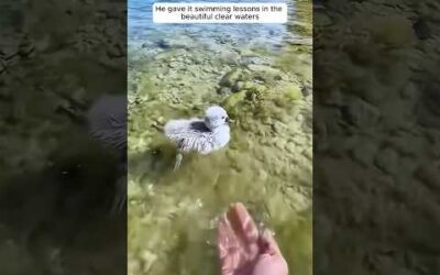 A kind man found a lone swan without its mother and then …  #swan #animallovers #animals #shorts