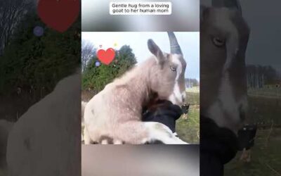 When Animals Love You #dog #elephant #turtle #goat #fox #cow #horse #pig #turkey