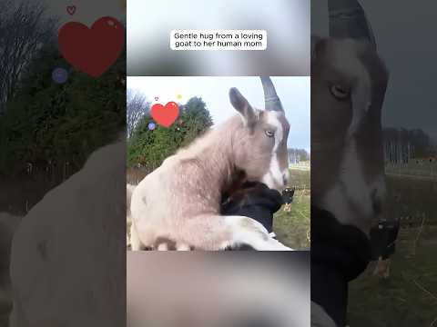 When Animals Love You #dog #elephant #turtle #goat #fox #cow #horse #pig #turkey