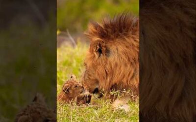 Fathers in the animal kingdom 🦁 🧡 #Lion #Animals #BigCats #WildlifePhotography #Shorts