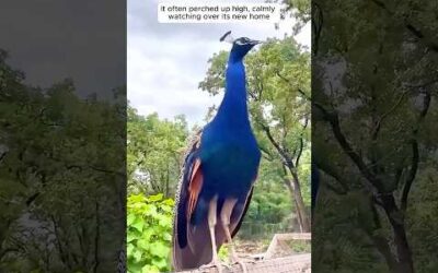 This man rescued an injured peacock and adopted it
