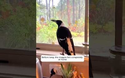 This family rescued a magpie with wire stuck around neck and then …