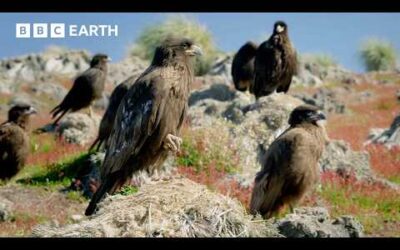 Young Caracaras Turn Into Bullies to Survive | BBC Earth