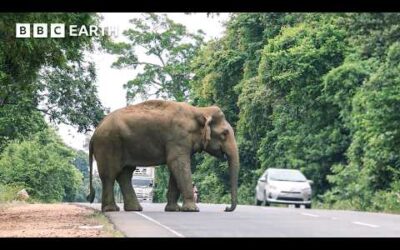 The Island Where Elephants And Humans Live Side By Side | Guardians | BBC Earth
