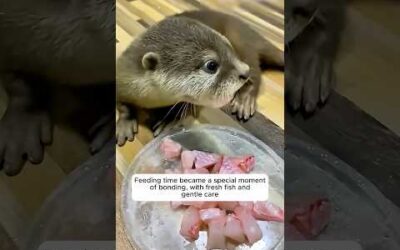The family found a lone otter and gave it a home