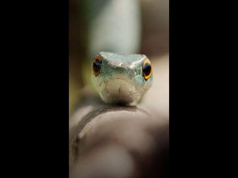 There are benefits to being an impossssster 🐍 #WorldsDeadliestSnakes