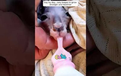 This couple spotted a kangaroo lying motionless by the roadside and then…