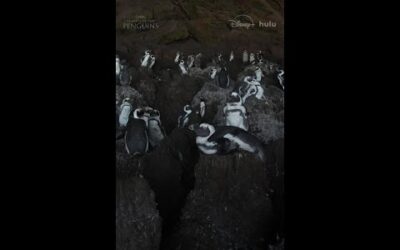 For these African penguins, home is where the cave is. #SecretsOfThePenguins