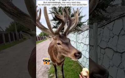Kind-hearted men rescued an elk tangled in debris and then…