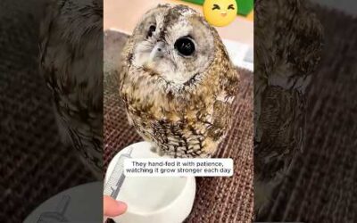 The family found that an owl family had made their fireplace home and then…