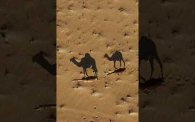 Did you know that camels have a similar walking style to giraffes? 🧡 #Shorts #Animals #Wildlife