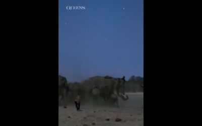 This elephant matriarch knows how to keep her granddaughter safe 🤺🛡️ #NatGeoQueens