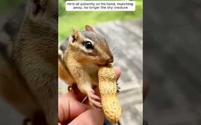 A kind man fed a chipmunk every day and started a sweet friendship