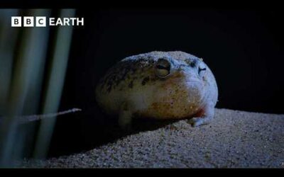 This Tiny Frog is a Deadly Hunter in the Dark | 4K UHD | BBC Earth