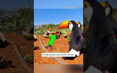 This toucan’s recovery story will truly touch your heart