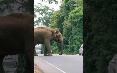 Living Side By Side With Elephants in Sri Lanka 🐘💚 #Guardians #Elephants #Shorts