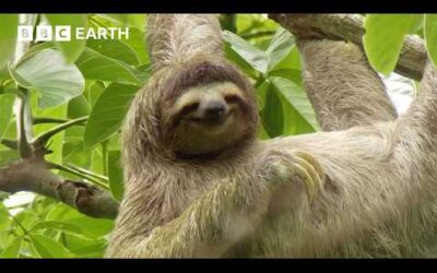 Exploring the Secret Lives of Forest Animals | BBC Earth