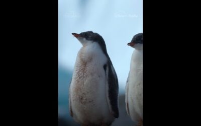 Every mealtime means a choice—and a competition 🐧