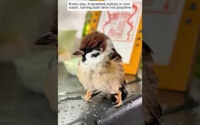 This kind man rescued a young sparrow from drowning and then …