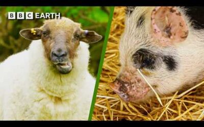 Fantastic Farm Animals And A Pig And Calf’s Unbreakable Bond | BBC Earth