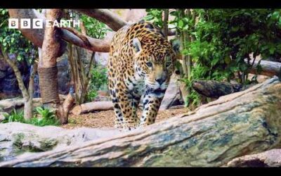 The Frontline Of The Fight To Save The Amazon | Guardians | BBC Earth