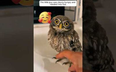 A kind man found a hungry baby owl alone on his windowsill and then …