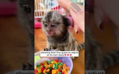 This family adopted an abandoned marmoset and watched their bond grow over time