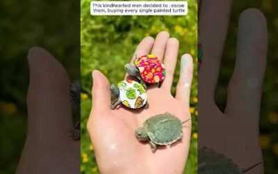 A kind man saved turtles with painted shells and then this happened