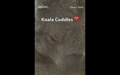 There’s always time for some koala cuddles 😌 #Underdogs