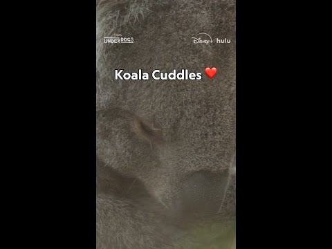 There’s always time for some koala cuddles 😌 #Underdogs