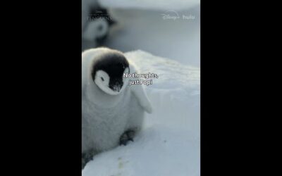 Live in the moment. The Popi-filled moment. #SecretsOfThePenguins