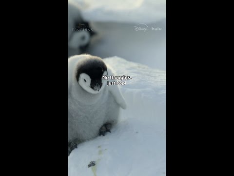 Live in the moment. The Popi-filled moment. #SecretsOfThePenguins