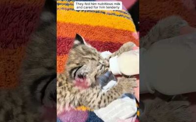 A kind-hearted woman adopted a bobcat and gave it daily care and attention.